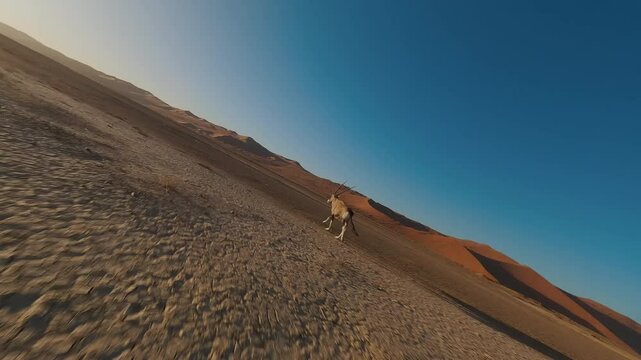 Beisa Antelope Runs Away from a Drone