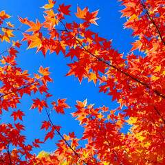autumn leaves background