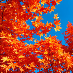 red and yellow flowers