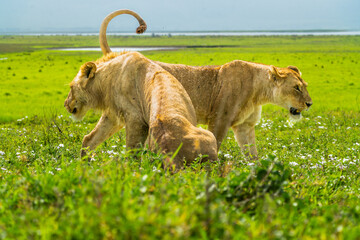 Pride of lions in the Serengeti, Tanzania 