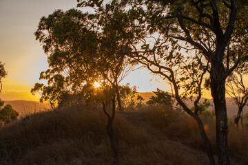 Obraz premium A sunset view over the Australian Outback, with silhouettes of hardy trees and shrubs, capturing the essence of a new day.