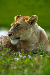Pride of lions rolling around in the fields of Africa