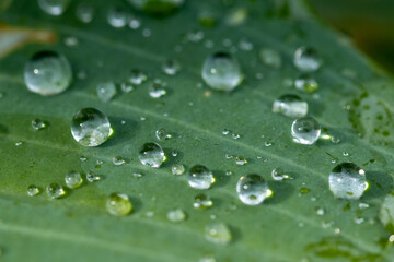Dewdrops glisten on green leaves in a tranquil garden during a fresh morning