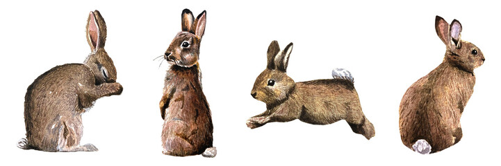 Freehand watercolor bunnys set isolated on white background. Hand drawn collection watercolour brown easter rabbits, egg,  spring bunnies cute fluffy pet, farmhouse animal.  © Julia