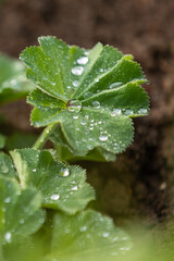 Dewdrops glisten on green leaves in a tranquil garden during a fresh morning