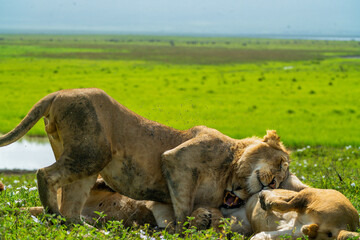 Fototapeta premium Pride of lions rolling around in the fields of Africa