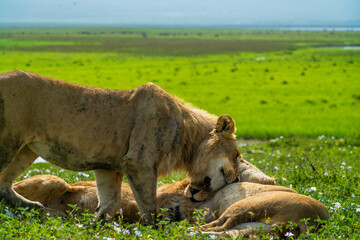 Pride of lions in the Serengeti, Tanzania 