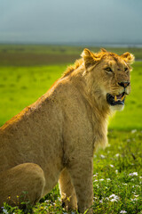 Pride of lions in the Serengeti, Tanzania 