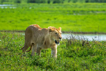 Pride of lions in the Serengeti, Tanzania 
