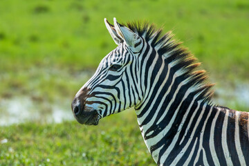 Zebras drinking out of water hole in the Serengeti as they join the great migration 