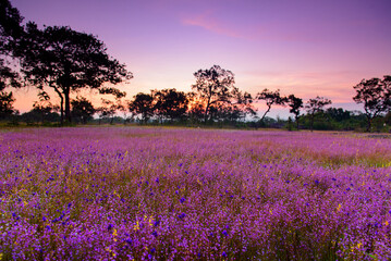 A vibrant meadow in full bloom, showcasing a stunning array of purple and yellow wildflowers under the soft light of dawn. Showcasing Nature's Vibrant Colors and Tranquility.