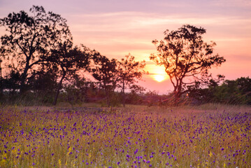A vibrant meadow in full bloom, showcasing a stunning array of purple and yellow wildflowers under the soft light of dawn. Showcasing Nature's Vibrant Colors and Tranquility.