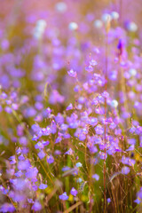 A vibrant meadow in full bloom, showcasing a stunning array of purple and yellow wildflowers under the soft light of dawn. Showcasing Nature's Vibrant Colors and Tranquility.