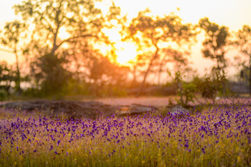 A vibrant meadow in full bloom, showcasing a stunning array of purple and yellow wildflowers under the soft light of dawn. Showcasing Nature's Vibrant Colors and Tranquility.
