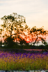 A vibrant meadow in full bloom, showcasing a stunning array of purple and yellow wildflowers under the soft light of dawn. Showcasing Nature's Vibrant Colors and Tranquility.