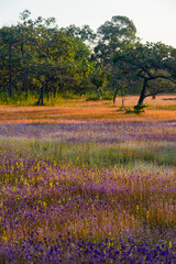 A vibrant meadow in full bloom, showcasing a stunning array of purple and yellow wildflowers under the soft light of dawn. Showcasing Nature's Vibrant Colors and Tranquility.