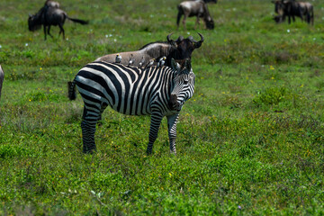 Zebras drinking out of water hole in the Serengeti as they join the great migration 