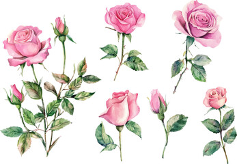 pattern with pink roses
