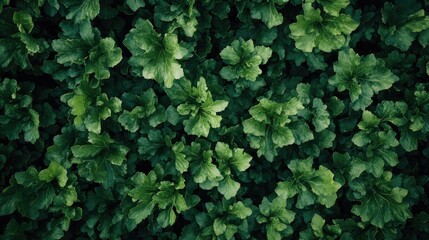 Obraz premium Lush green lettuce leaves thriving in a garden top view showcasing fresh and healthy organic ingredients for culinary use