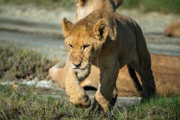 Pride of lions in the Serengeti, Tanzania 