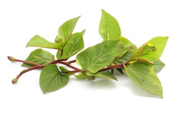 High Quality Image of Polygonum Cuspidatum Japanese Knotweed