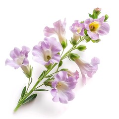 Naklejka premium Purple bellflowers isolated on white background with clipping path.
