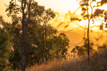 A sunrise view over the Australian Outback, with silhouettes of hardy trees and shrubs, capturing the essence of a new day.