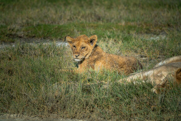 Pride of lions in the Serengeti, Tanzania 