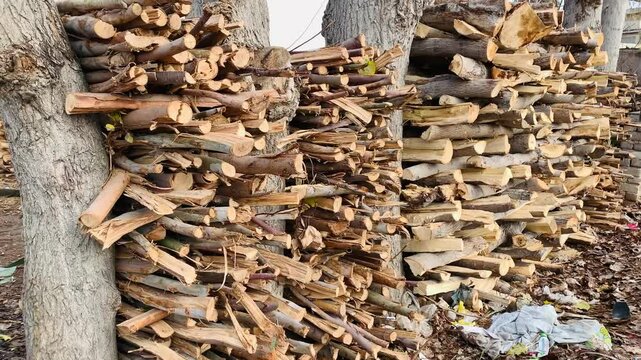 Preparation Of Firewood For Winter In Forest 