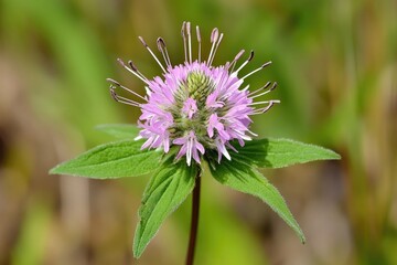 Wild Cleavers: A Floral Symphony of Pink and Lilac in Galicia, Spain's Nature