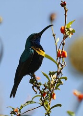bird on a branch