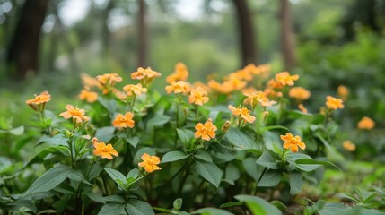 Haquetia Epipactis vibrant orange flowers blooming in a serene park setting surrounded by lush greenery and soft natural light
