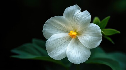 Fototapeta premium Melastoma candidum exquisite white flower with yellow center against a dark background showcasing delicate petals and lush green leaves