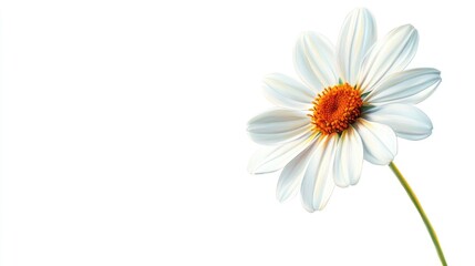 Fototapeta premium Vibrant Painted Daisy Flower on White Background with Soft Petals and Bright Center Symbolizing Freshness and Natural Beauty
