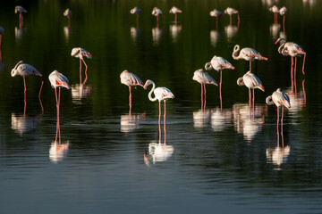 Flock of flamingos at sunset reflecting on the water of Lake Manyara in Tanzania, Africa