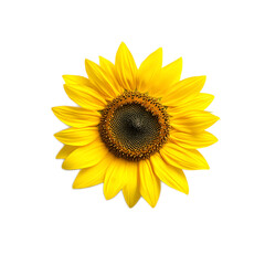 Obraz premium Stunning Sunflower Bloom in Full Glory with Vibrant Yellow Petals and Lush Green Foliage on a Bright and Sunny Day