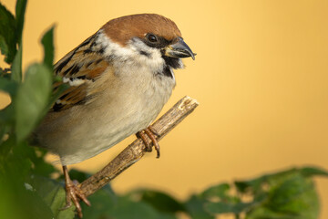 Eurasian tree sparrow (passer montanus) perched on tree branch