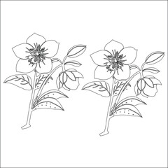 Simple outline drawing of a hellebore, perfect for coloring, crafting, and educational use