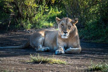 Pride of lions sleeping in the shade