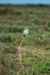 Roller bird sat on branch with blurred grassy background in the Serengeti, Tanzania 