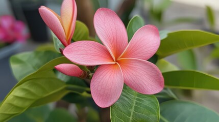 Fototapeta premium Delicate pink flower in full bloom showcasing freshness and beauty surrounded by vibrant green leaves in a serene natural setting.