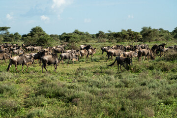 herd of wildebeest in the great migration through the Serengeti 