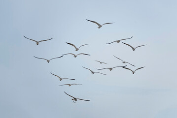 Flock of seagulls flying in the sky. 