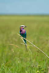 Roller bird sat on branch with blurred grassy background in the Serengeti, Tanzania 