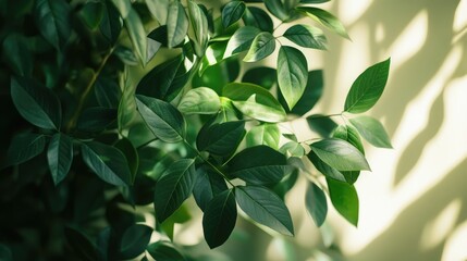 Obraz premium Fresh green leaves with sunlight casting shadows on a soft background creating a serene and vibrant atmosphere for nature themes