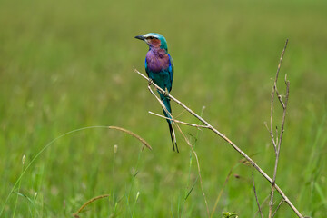 Roller bird sat on branch with blurred grassy background in the Serengeti, Tanzania 
