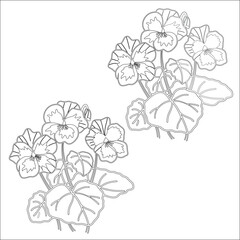 Simple outline drawing of a nasturtium, perfect for coloring, crafting, and educational use