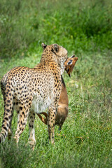 Cheetah eating Dik Dik in Serengeti safari game drive