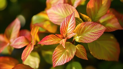 Fototapeta premium Vibrant leaves glistening in sunlight showcasing autumn hues and nature's beauty