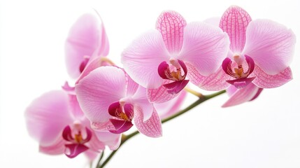 Fototapeta premium Delicate pink orchid blooms elegantly displayed against a clean white background perfect for floral and nature-themed designs
